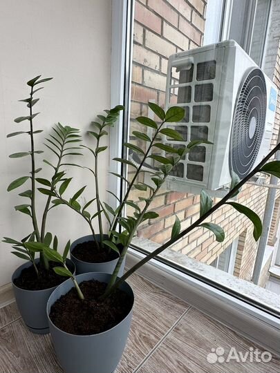 Замиокулькас