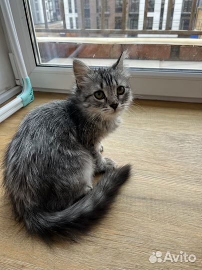 Котик в добрые руки