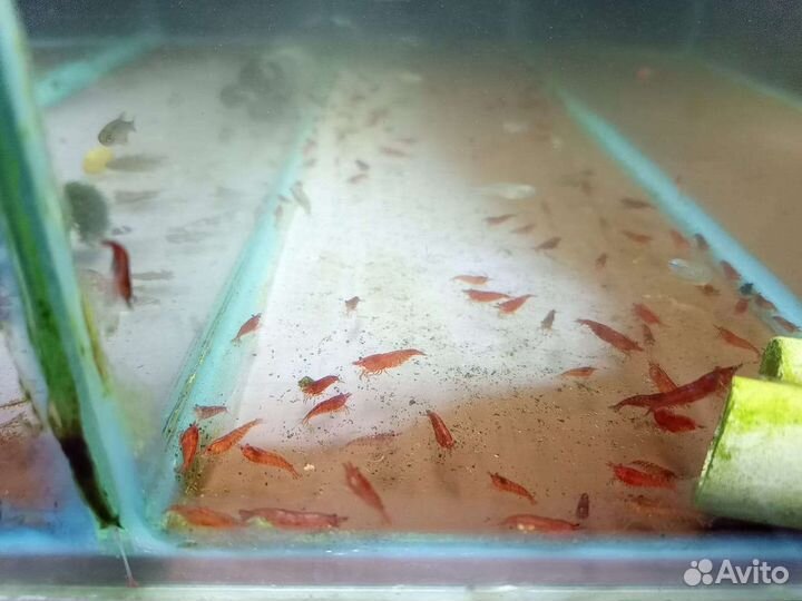 Креветки блю дрим синие белые красные мери