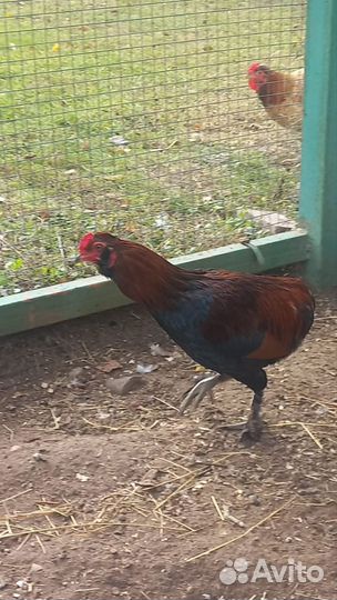 Молодые петухи