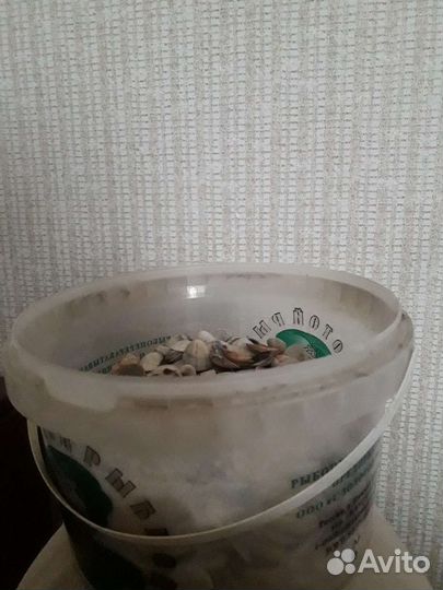 Не крупная морская ракушка