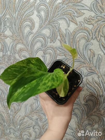 Сциндапсус, Эпипремнум