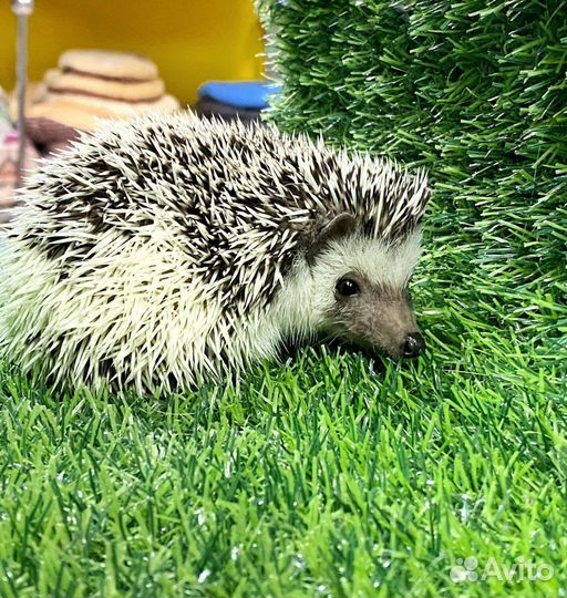 Африканский карликовый ёжик