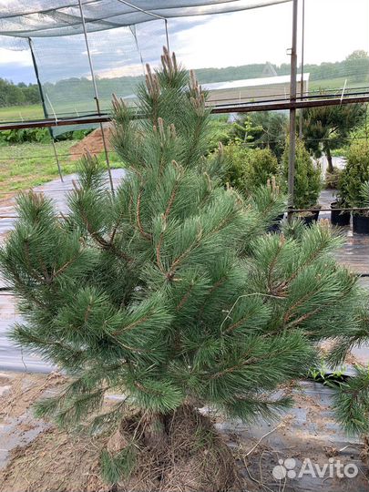 Сосна черная 160-180см