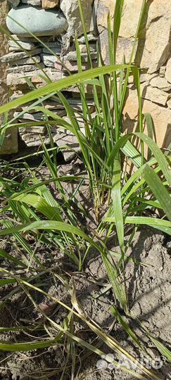 Финиковая пальма