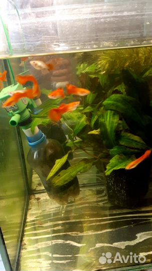 Аквариумные рыбки
