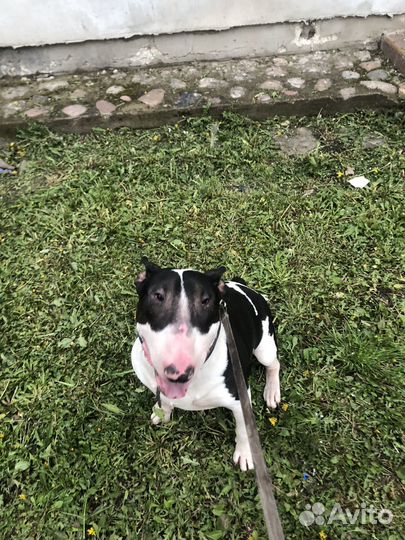 Стандартный бультерьер