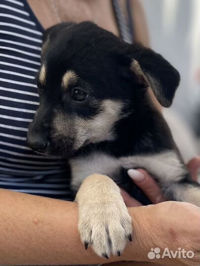 Щенок в добрые руки