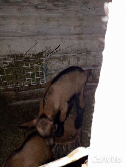 Козлик чп чех