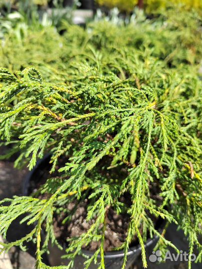 Кипарисовик кочкаобразный