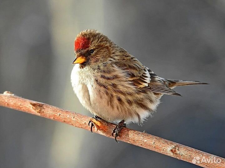 Птицы певчие