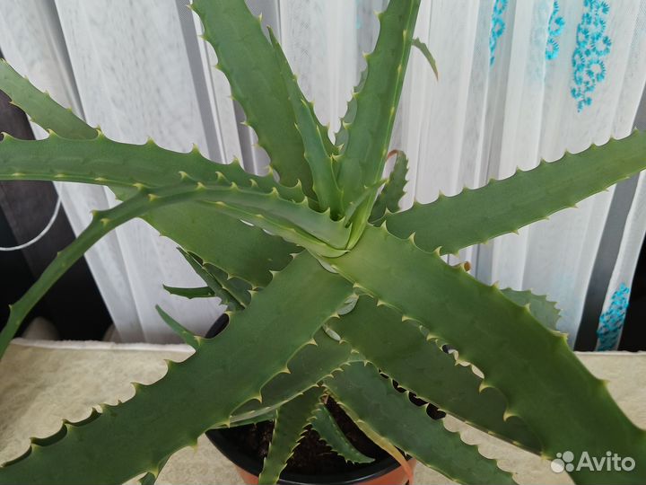 Превосходный Алоэ столетник древовидное