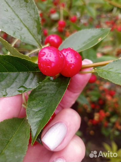 Вишня ягода свежая