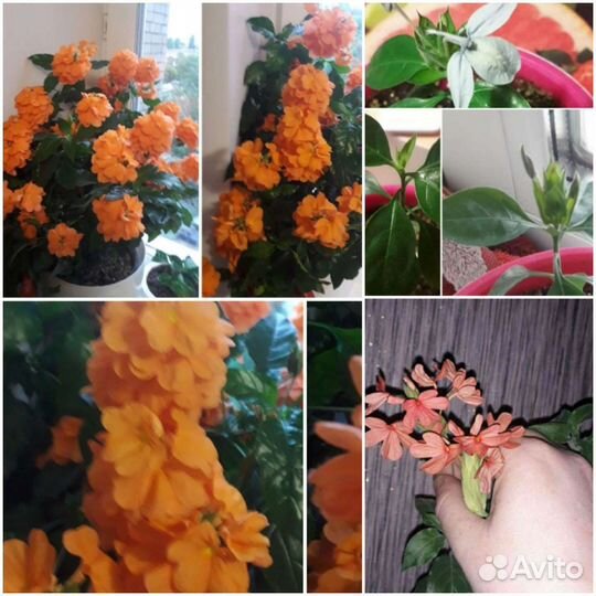 Кроссандра оранжевая и Голубой лёд, розовая