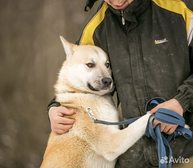 Собака Грей