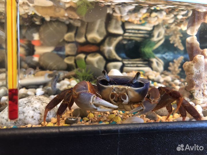 Аквариум террариум