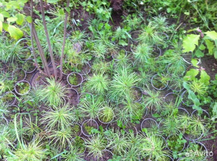 Кедр, туя, бархат, орех и др. Саженцы