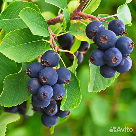 Саженцы Ирги