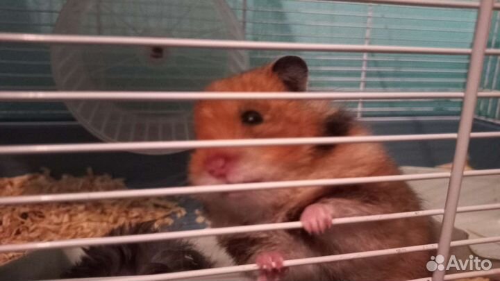 Сирийский хомяк