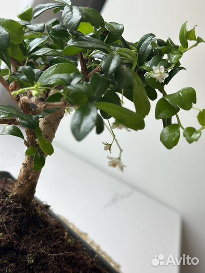 Бонсай кармона