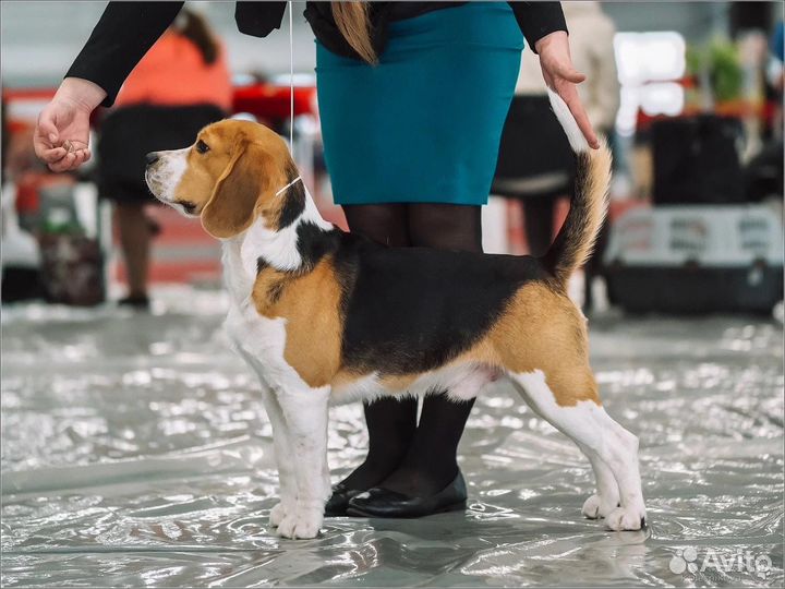 Щенки бигля