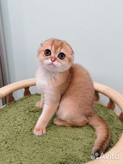 Шотландская вислоухая золотая шиншилла