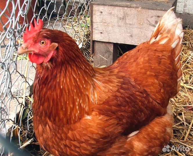 Куры несушки