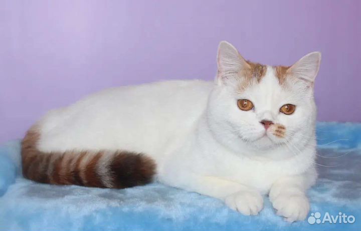 В Добрые ручки