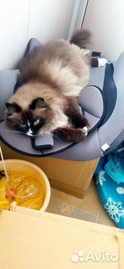 Кошка в дар бесплатно