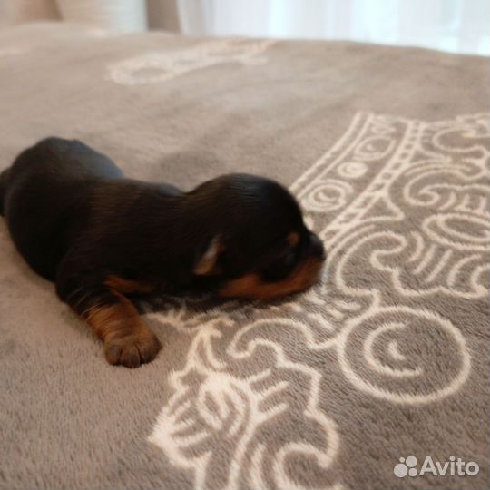 Йокширский терьер щенки