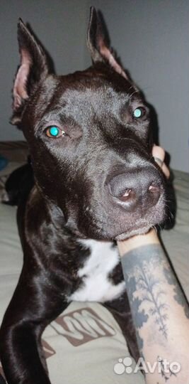 Отдам собаку в хорошие руки