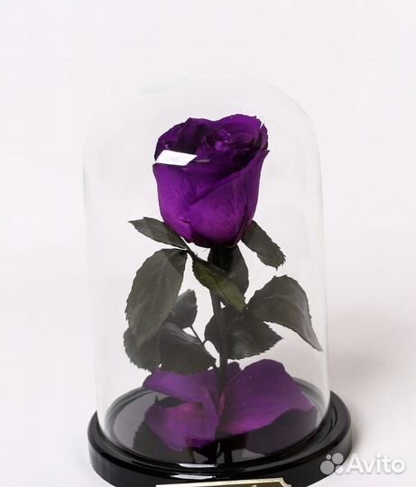 Роза в колбе