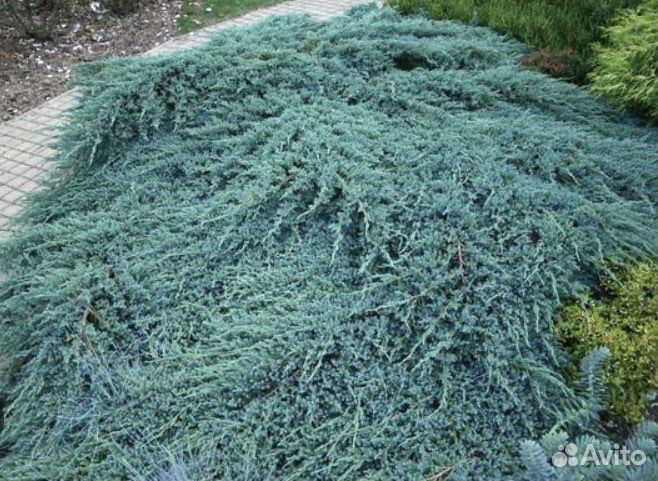 Можжевельник чешуйчатый Блю Карпет