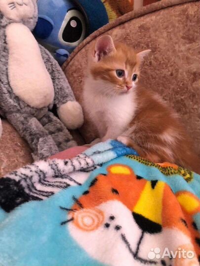 Котята в дар