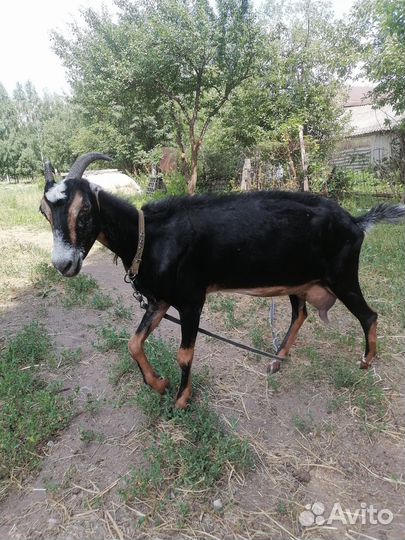 Продажа дойных коз