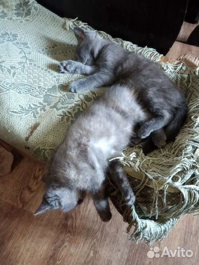 Котята с доставкой