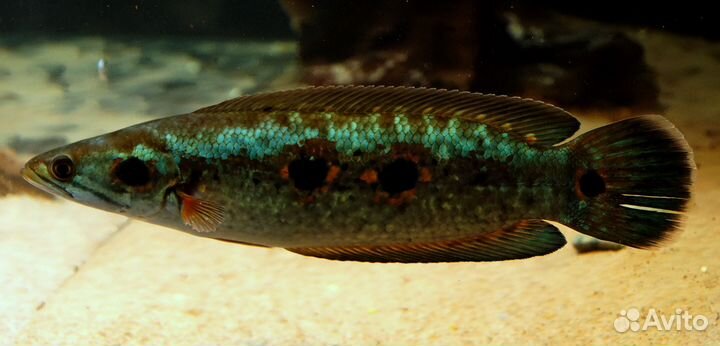 Змееголов глазчатый