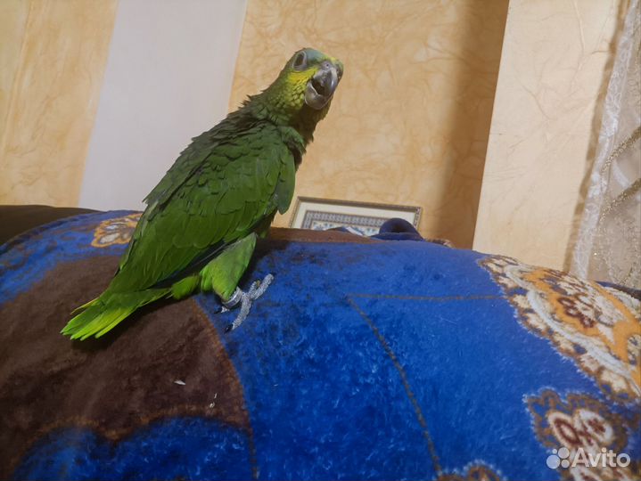 Птенец амазон