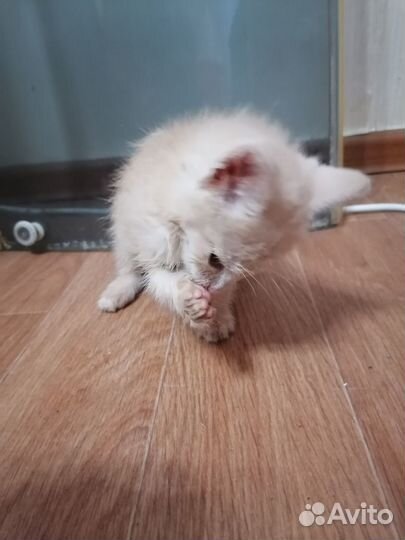 Кот в добрые руки