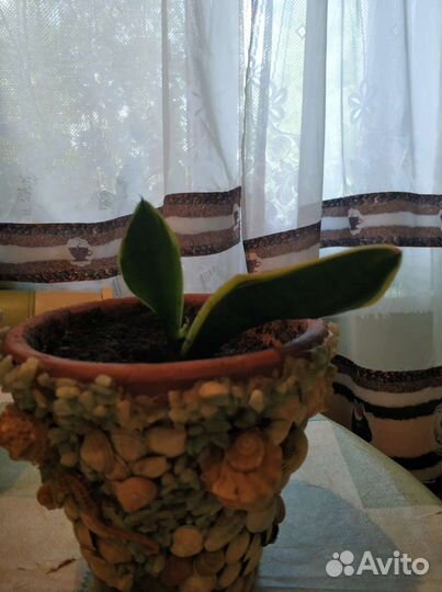 Комнатные цветы