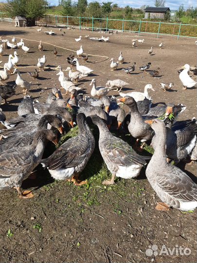 Бройлер, утята, молодка