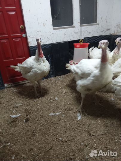 Индюки биг 6