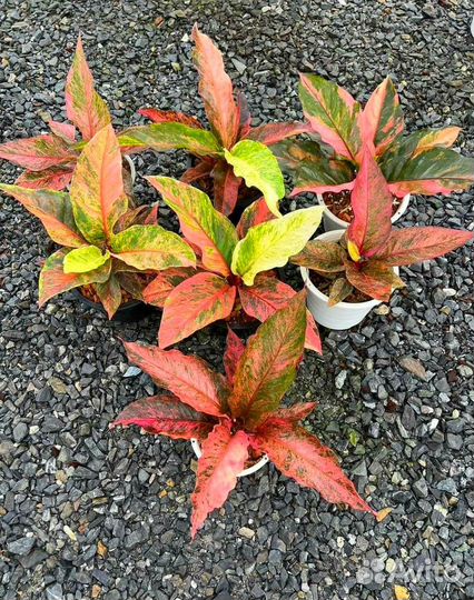 Антуриум super ред