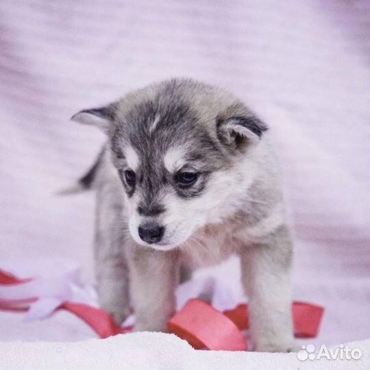 Щенок Енотик