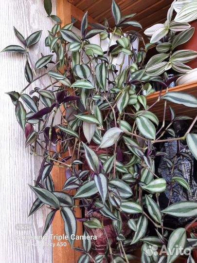 Традесканция 2 в одном