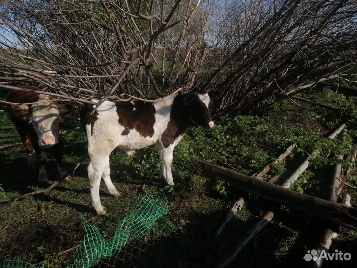 Телята бычки