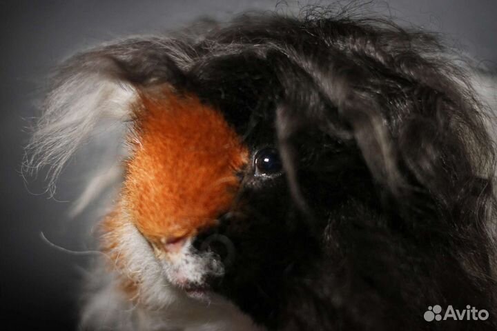 Морская свинка альпака