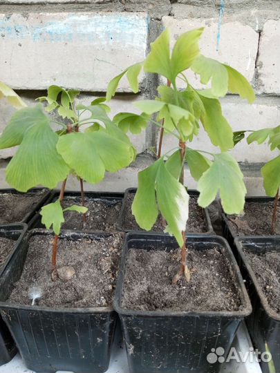 Гинко билоба