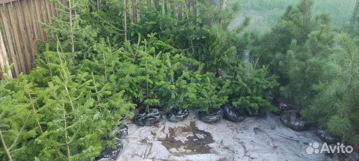 Пихта сибирская Хвойные деревья