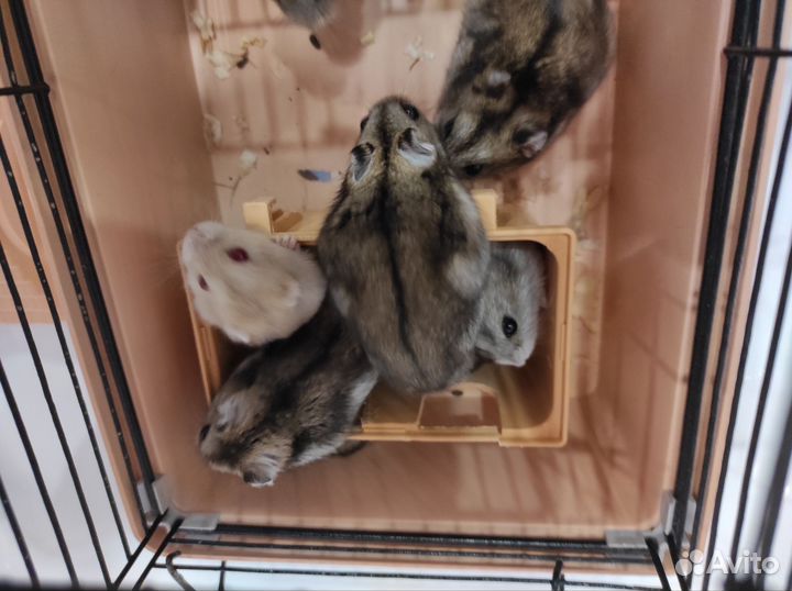 Джунгарский хомяк